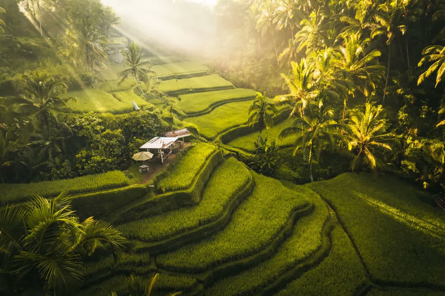 Tegallalang Rice Terrace Walk
