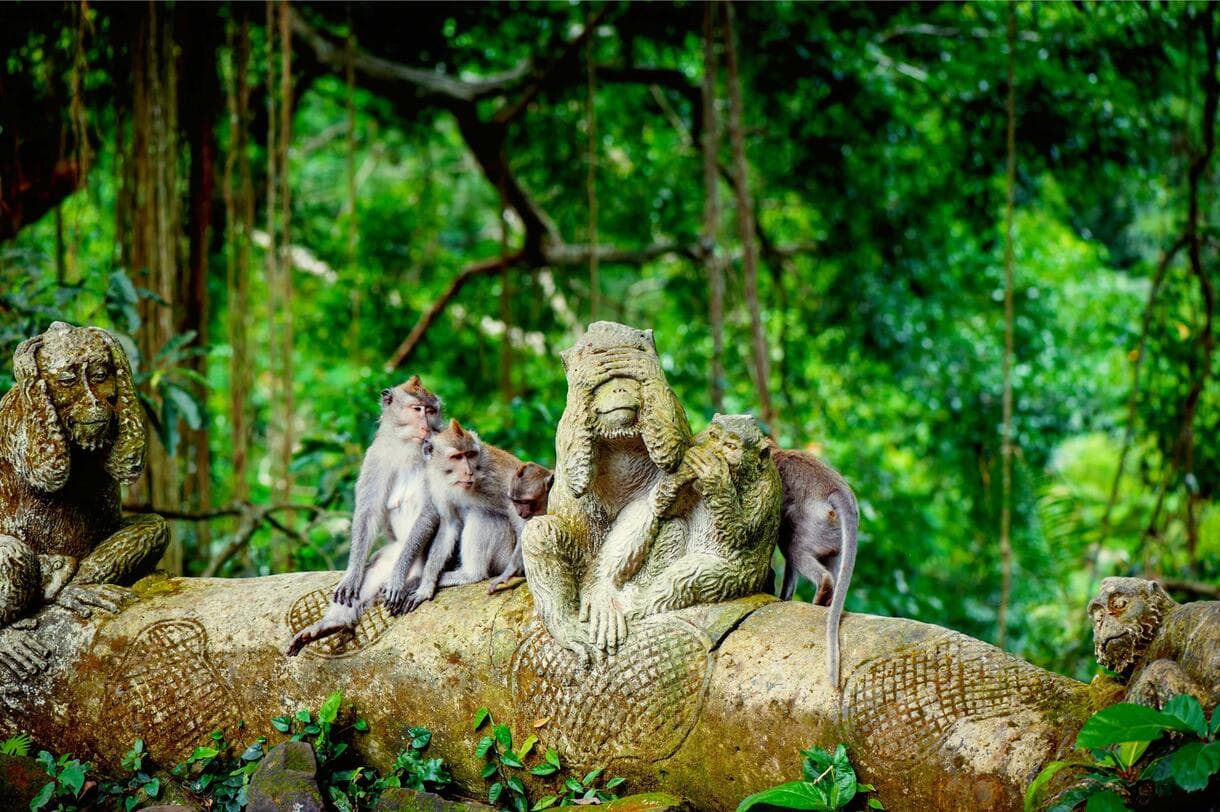 Sacred Monkey Forest & Art Market
