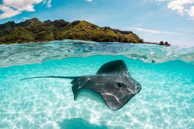 Lagoon Snorkeling with Rays