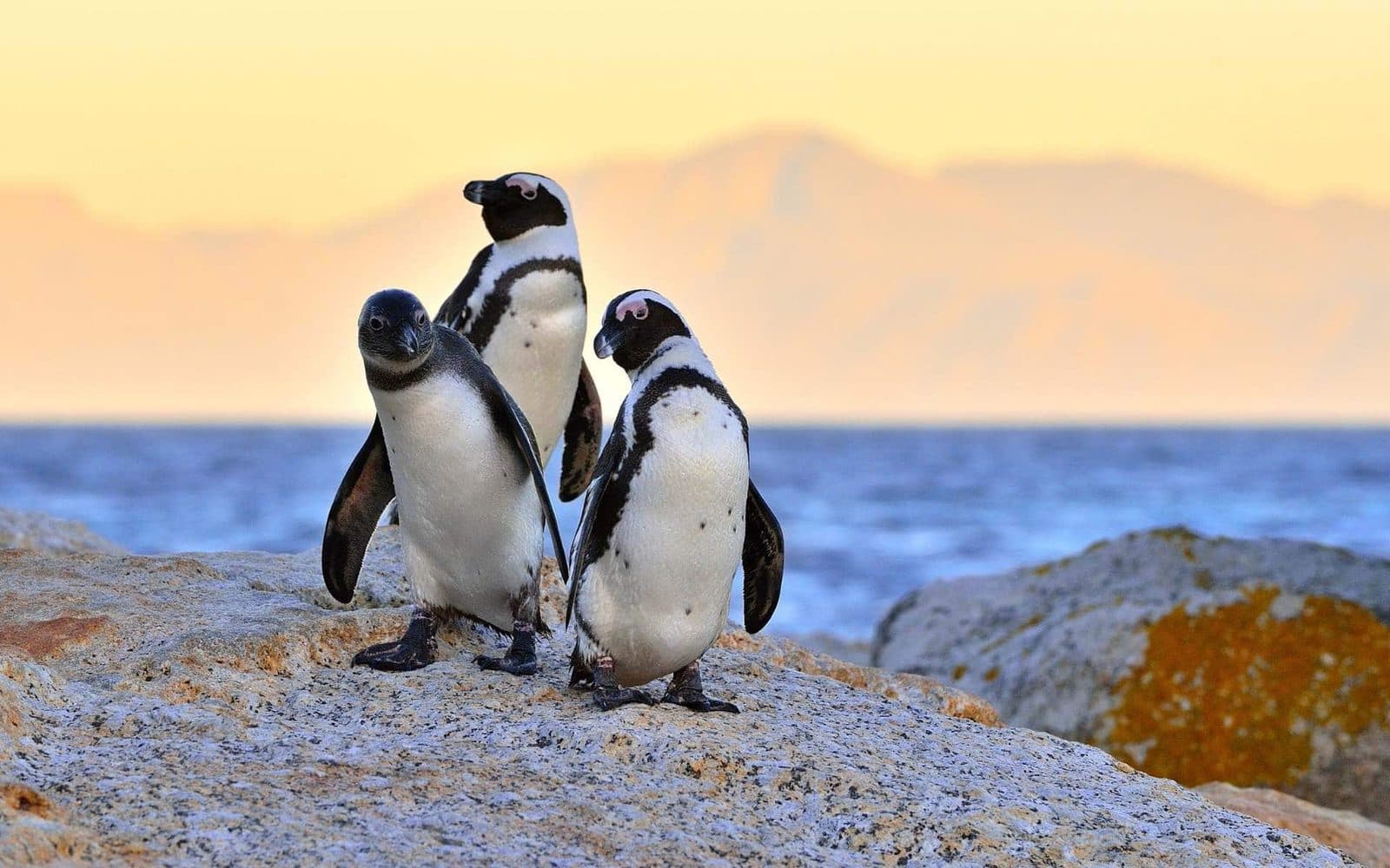 Boulders Beach Penguin Colony