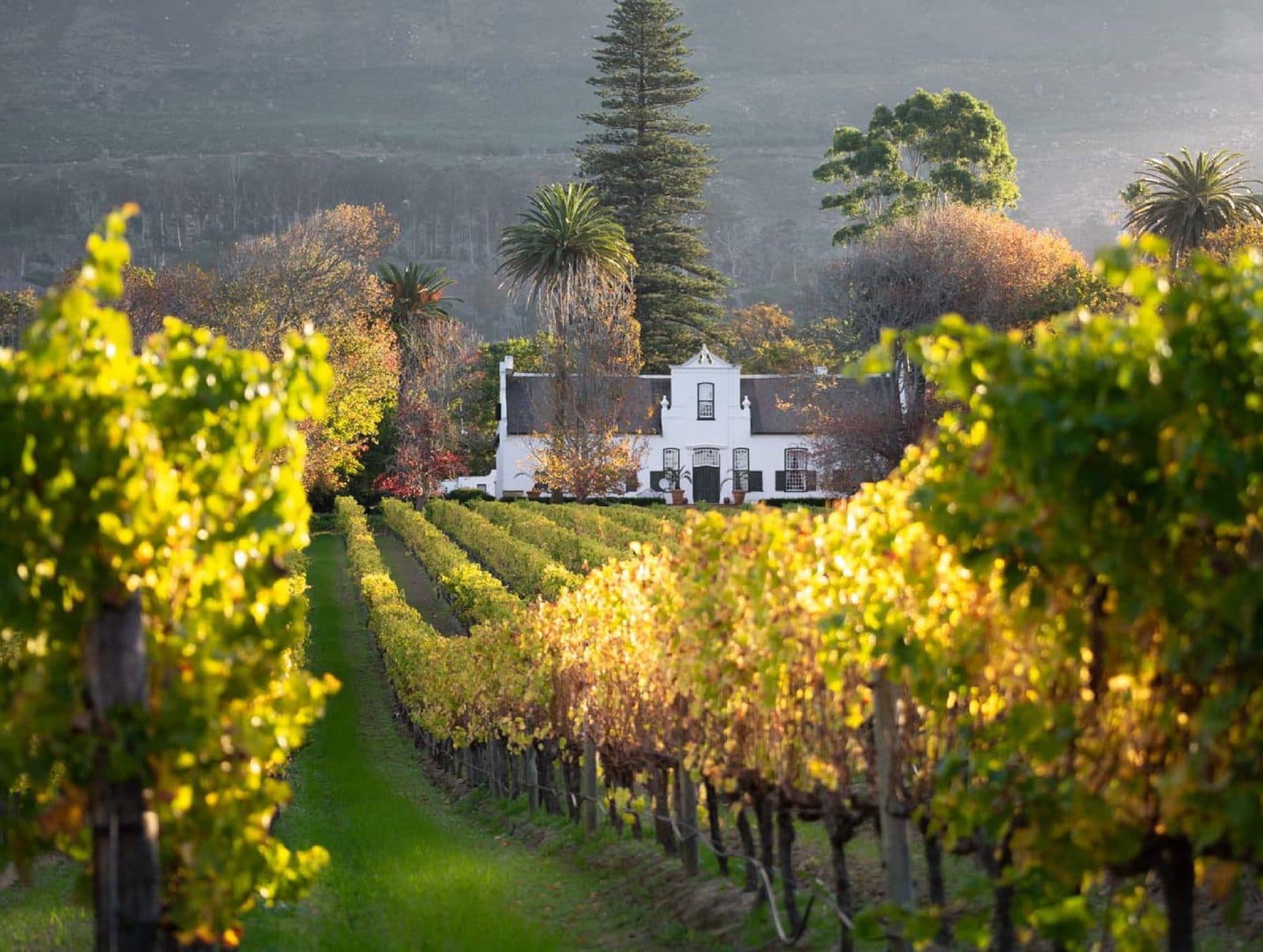 Constantia Wine Estate Tour