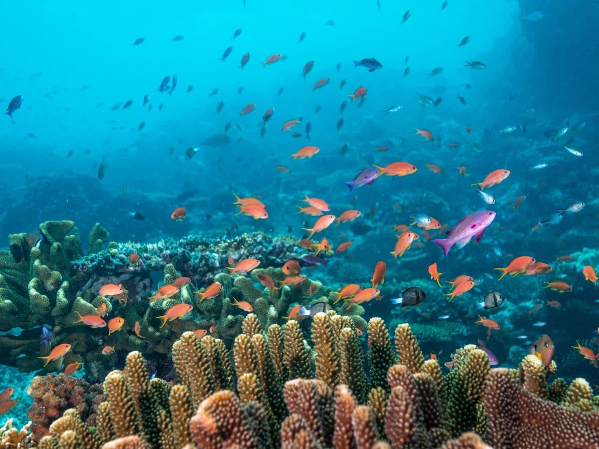 Soft Coral Diving