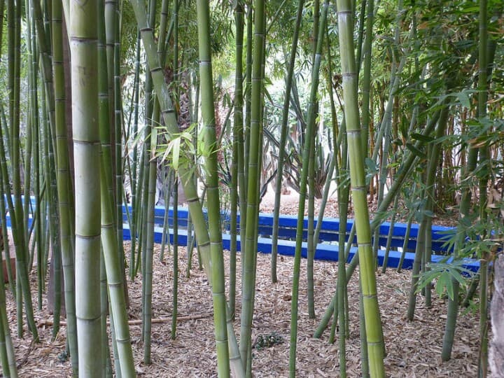 Cobalt-blue pergola and irrigation channel at Jardin Majorelle in Marrakech
