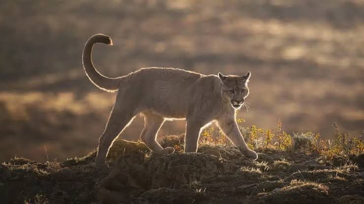 Wildlife Photography Drive