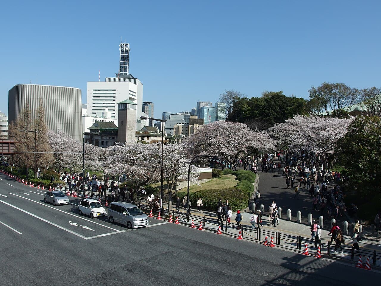 Cherry blossoms along the Chidorigafuchi moat near the Imperial Palace in Tokyo
