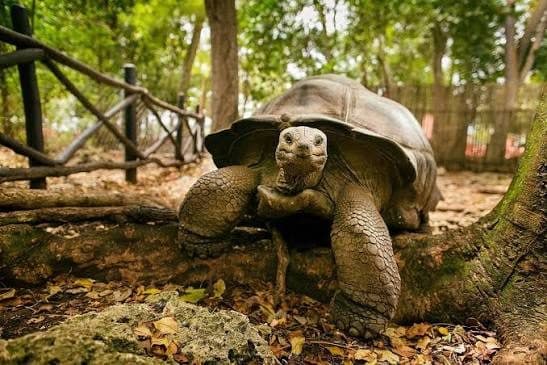 Prison Island Tortoise Visit